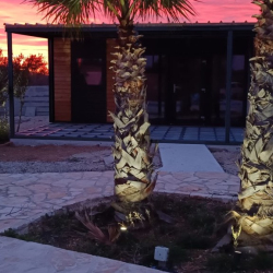 Večerne barve in osvetljene palme pred Hosekra EKO hiško
